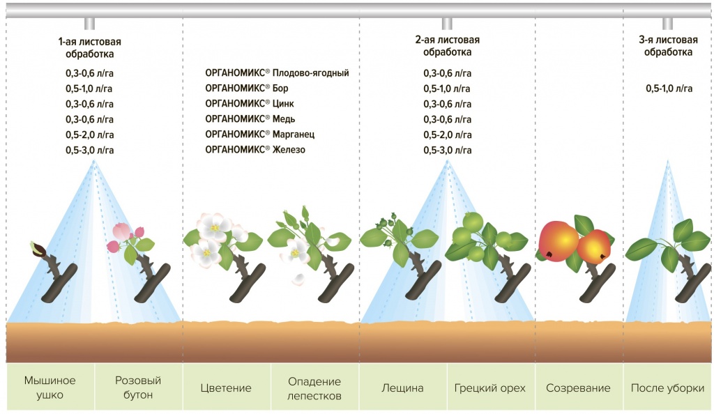 Расписание плодовое. Схема удобрения плодовых деревьев. Схема удобрения яблонь. Подкормка плодовых деревьев осенью схема. Таблица подкормок плодовых деревьев и кустарников.